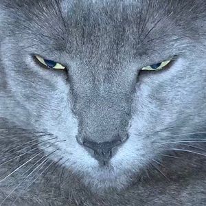 Meet your Posher, Rodney